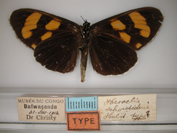 /filer/webapps/moths/media/images/S/schoutedeni_Heraclia_HT_RMCA_02.jpg