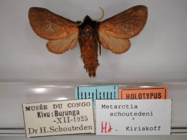 /filer/webapps/moths/media/images/S/schoutedeni_Metarctia_HT_RMCA_01.jpg