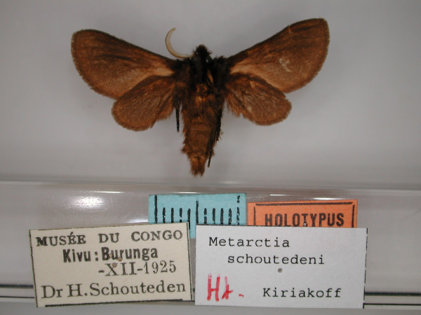 /filer/webapps/moths/media/images/S/schoutedeni_Metarctia_HT_RMCA_02.jpg