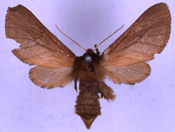/filer/webapps/moths/media/images/S/schoutedeni_Metarctia_NAT_BMNH_01.jpg