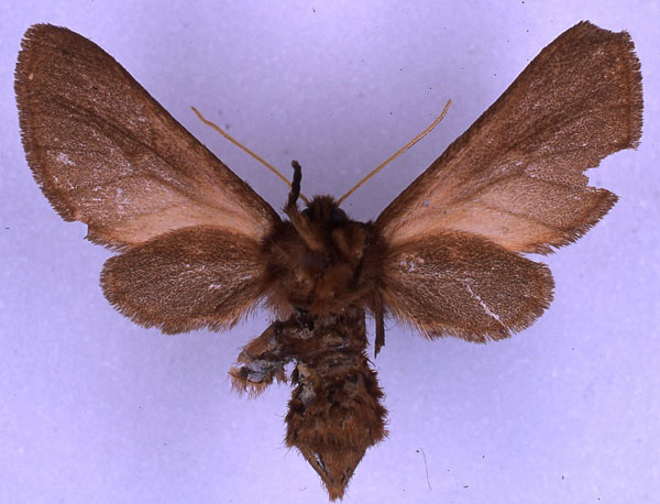/filer/webapps/moths/media/images/S/schoutedeni_Metarctia_NAT_BMNH_02.jpg