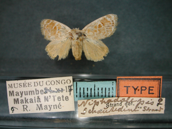 /filer/webapps/moths/media/images/S/schoutedeni_Niphadolepis_HT_RMCA_01.jpg