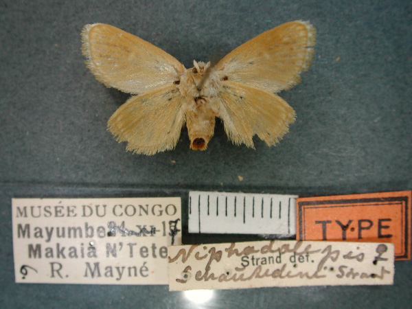 /filer/webapps/moths/media/images/S/schoutedeni_Niphadolepis_HT_RMCA_02.jpg