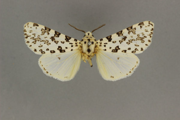 /filer/webapps/moths/media/images/S/schraderi_Alpenus_A_BMNH.jpg