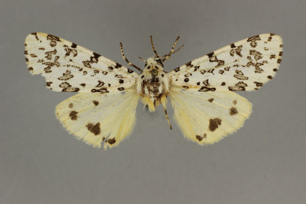 /filer/webapps/moths/media/images/S/schraderi_Alpenus_HT_BMNH.jpg