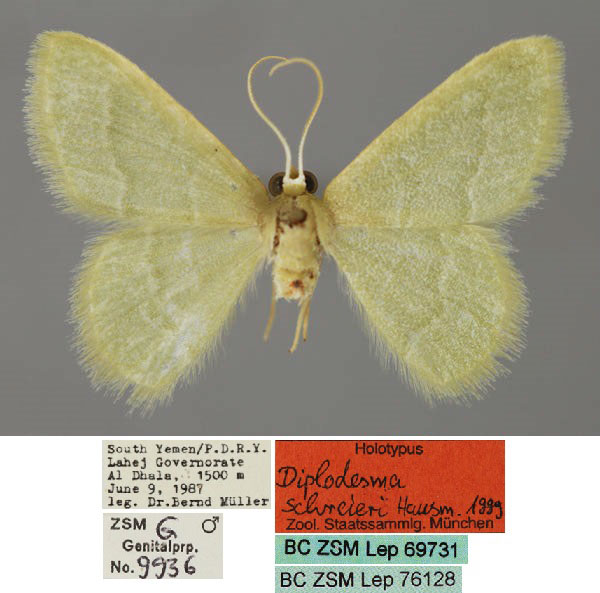 /filer/webapps/moths/media/images/S/schreieri_Diplodesma_HT_ZSM_01.jpg