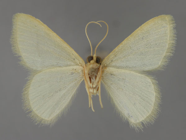 /filer/webapps/moths/media/images/S/schreieri_Diplodesma_HT_ZSM_02.jpg