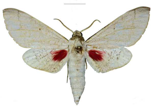 /filer/webapps/moths/media/images/S/schreieri_Neoclanis_HT_EMEMa.jpg