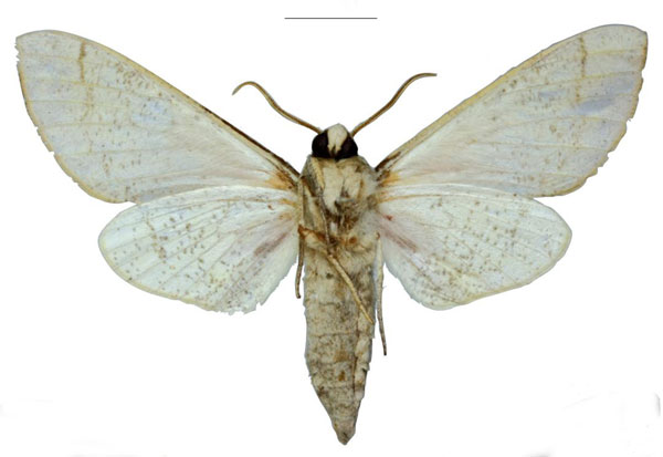 /filer/webapps/moths/media/images/S/schreieri_Neoclanis_HT_EMEMb.jpg