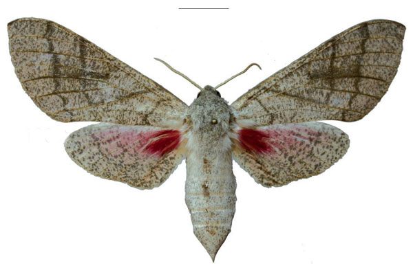 /filer/webapps/moths/media/images/S/schreieri_Neoclanis_PTF_EMEMa.jpg