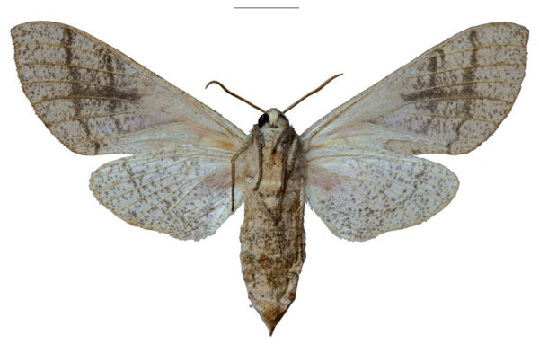 /filer/webapps/moths/media/images/S/schreieri_Neoclanis_PTF_EMEMb.jpg