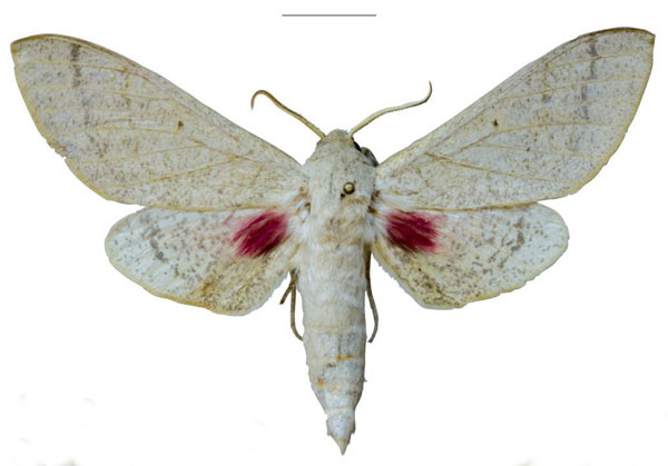 /filer/webapps/moths/media/images/S/schreieri_Neoclanis_PTM_EMEM_01a.jpg