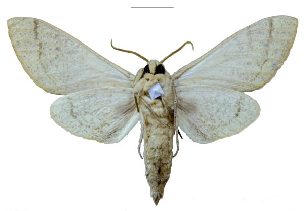 /filer/webapps/moths/media/images/S/schreieri_Neoclanis_PTM_EMEM_01b.jpg