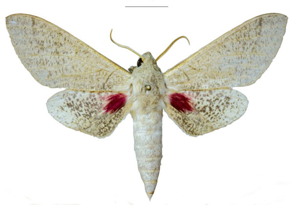 /filer/webapps/moths/media/images/S/schreieri_Neoclanis_PTM_EMEM_02a.jpg