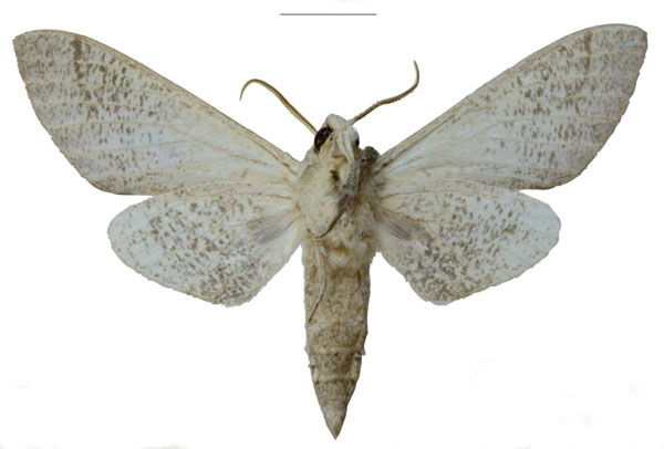 /filer/webapps/moths/media/images/S/schreieri_Neoclanis_PTM_EMEM_02b.jpg