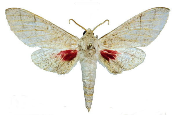 /filer/webapps/moths/media/images/S/schreieri_Neoclanis_PTM_EMEM_03a.jpg