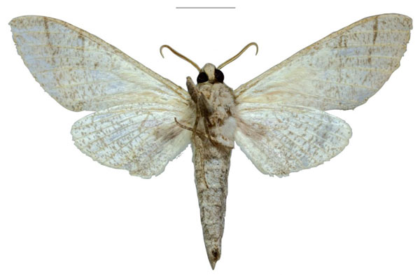 /filer/webapps/moths/media/images/S/schreieri_Neoclanis_PTM_EMEM_03b.jpg