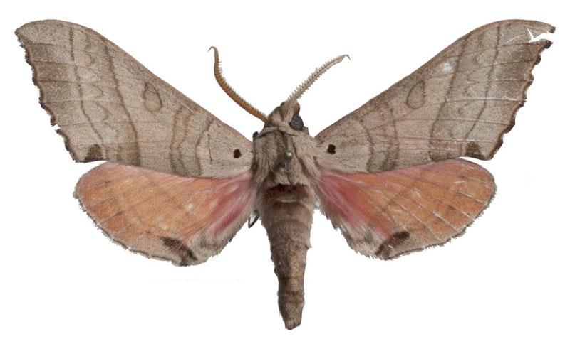 /filer/webapps/moths/media/images/S/schreieri_Rufoclanis_HT_EMEMa.jpg