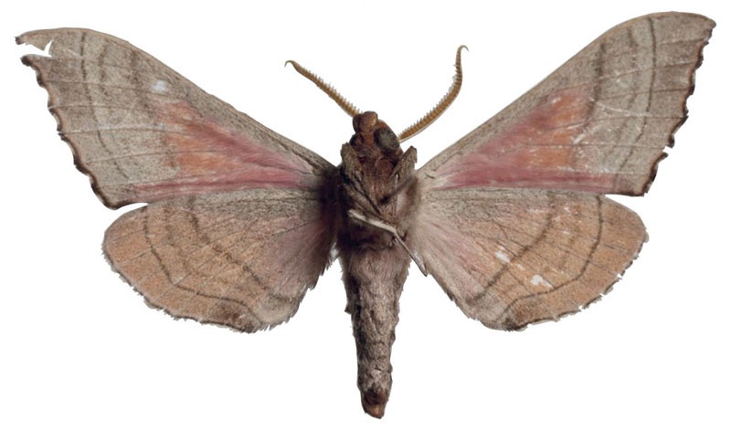 /filer/webapps/moths/media/images/S/schreieri_Rufoclanis_HT_EMEMb.jpg