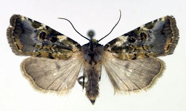 /filer/webapps/moths/media/images/S/schroederi_Elyptron_AF_Aulombard.jpg