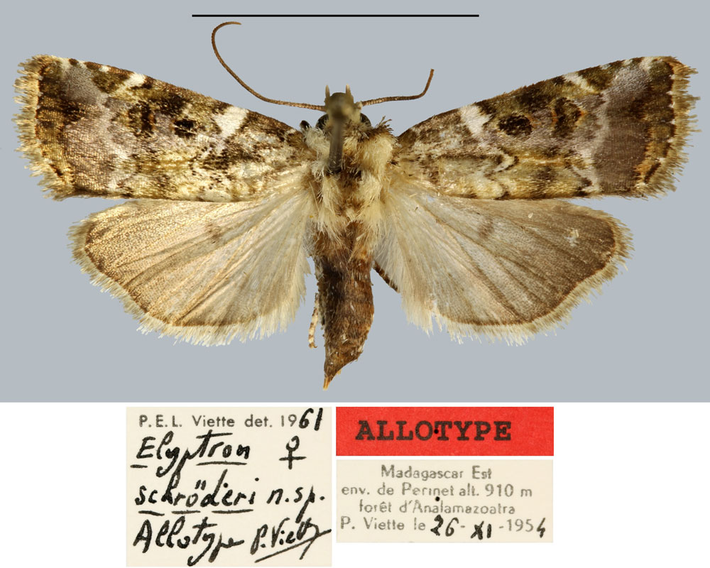 /filer/webapps/moths/media/images/S/schroederi_Elyptron_AT_MNHN.jpg