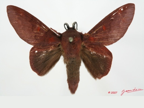 /filer/webapps/moths/media/images/S/schultzei_Afrocesa_AM_Alberta_01.jpg
