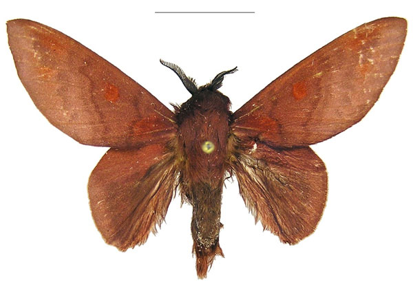 /filer/webapps/moths/media/images/S/schultzei_Afrocesa_AM_MWM.jpg
