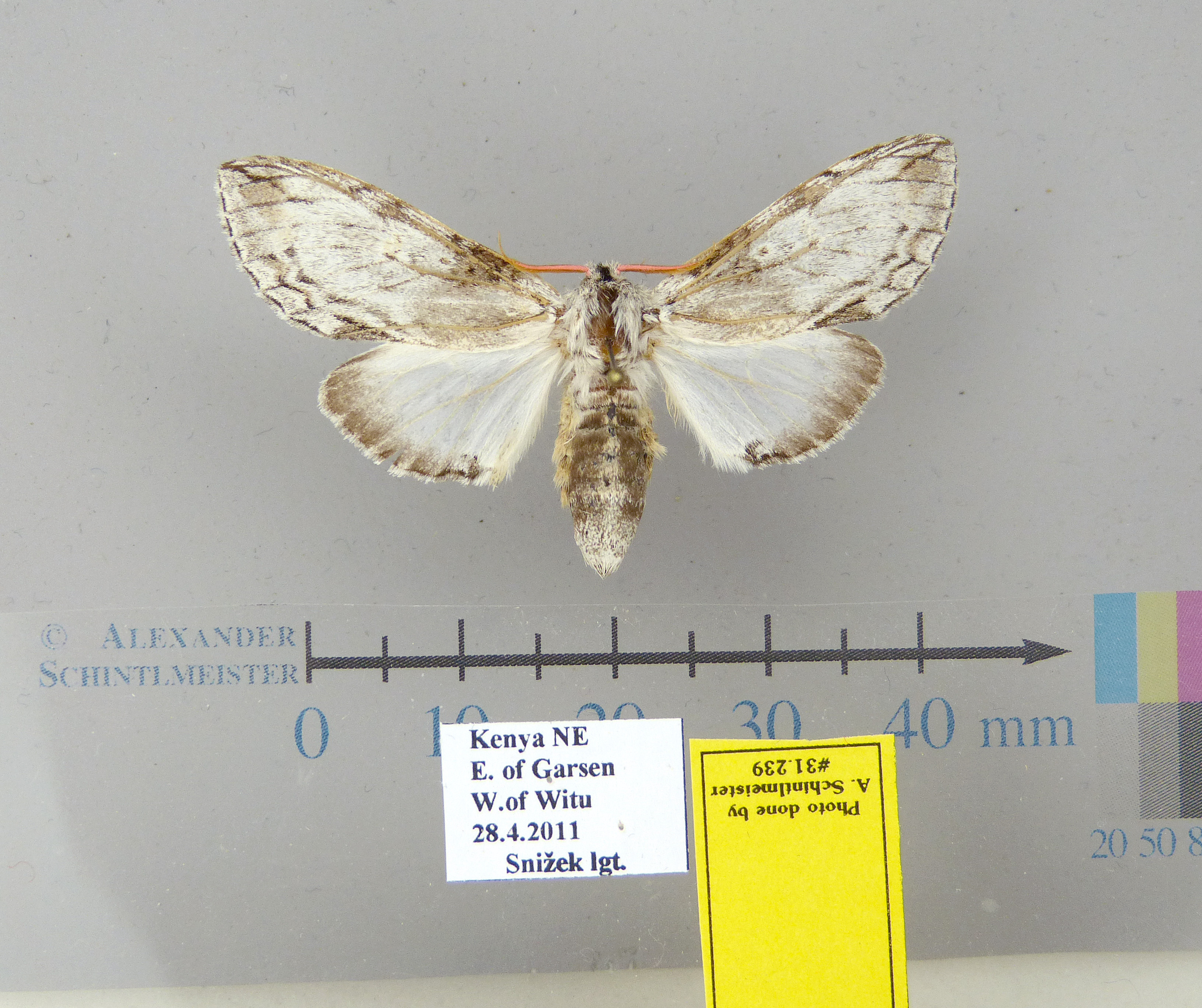 /filer/webapps/moths/media/images/S/schwarzi-Afroplitis-31239f-PT-Kenya.jpg