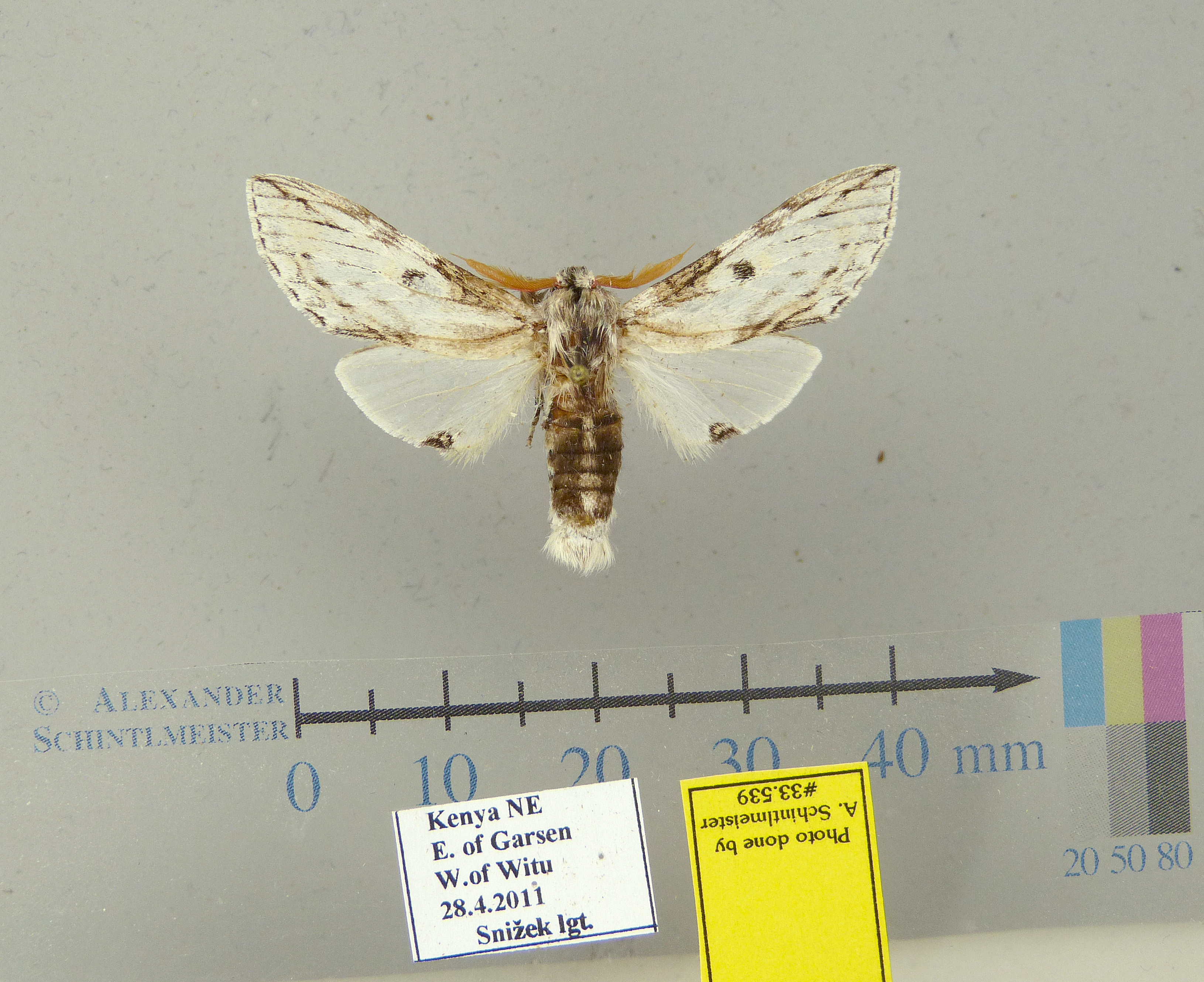 /filer/webapps/moths/media/images/S/schwarzi-Afroplitis-33539-HT-Kenya.jpg