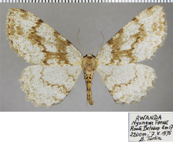 /filer/webapps/moths/media/images/S/sciabola_Colocleora_AF_ZSM.jpg
