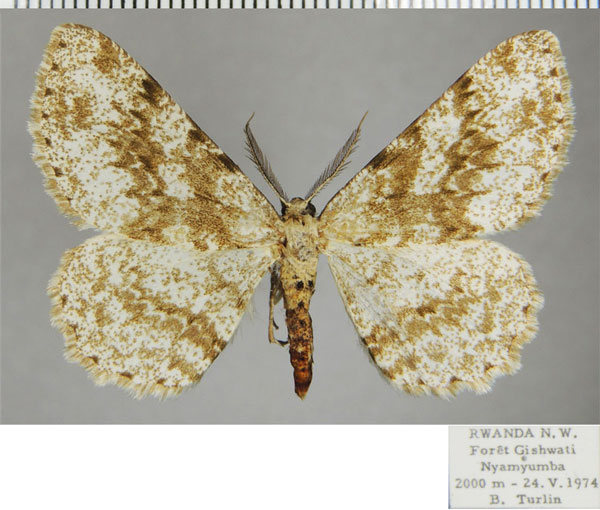 /filer/webapps/moths/media/images/S/sciabola_Colocleora_AM_ZSMa.jpg