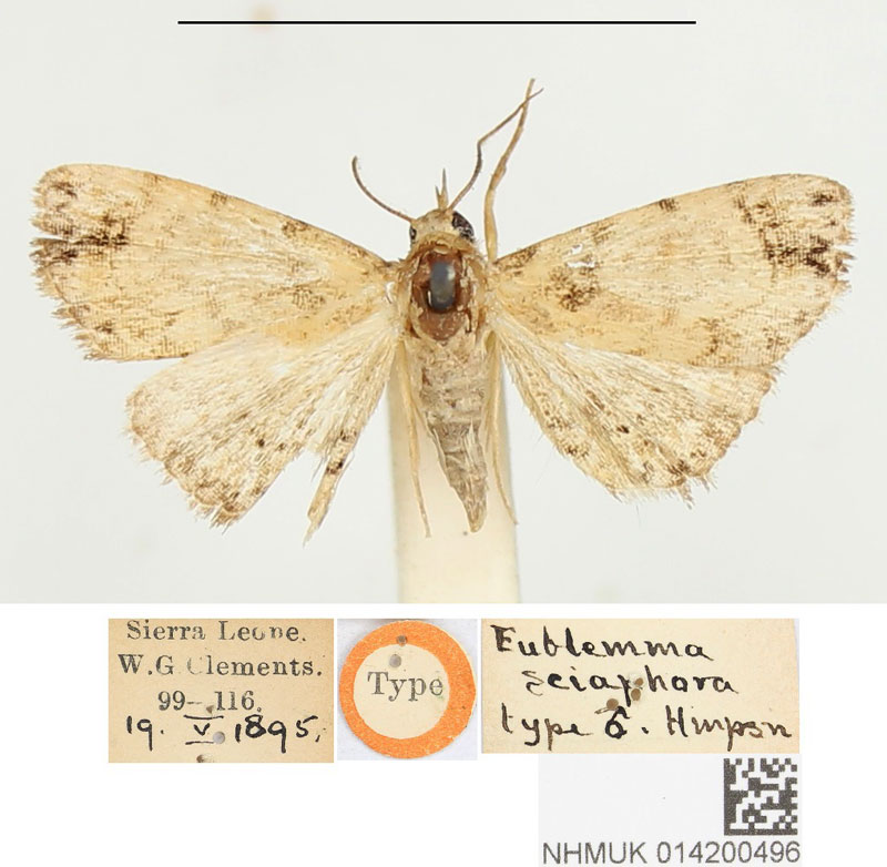 /filer/webapps/moths/media/images/S/sciaphora_Eublemma_HT_BMNH.jpg