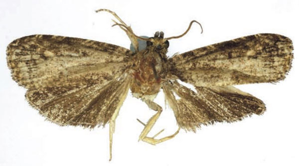/filer/webapps/moths/media/images/S/sciara_Sambara_HT_RMCA.jpg