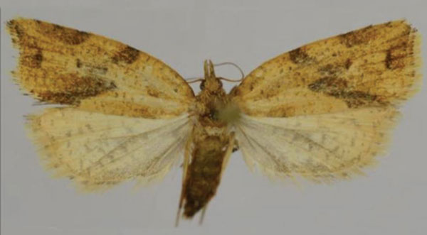 /filer/webapps/moths/media/images/S/sciarrettae_Lozotaenia_AF_Trematerra_01.jpg