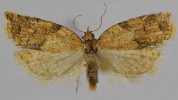 /filer/webapps/moths/media/images/S/sciarrettae_Lozotaenia_AF_Trematerra_03.jpg