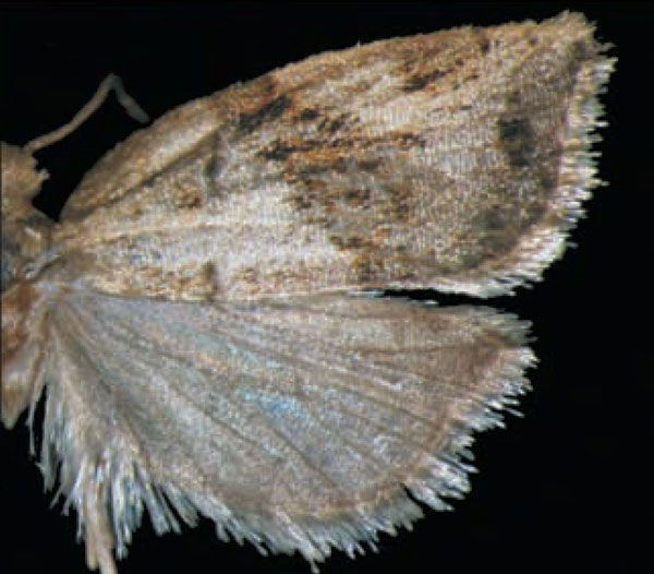/filer/webapps/moths/media/images/S/sciarrettae_Lozotaenia_HT_Trematerra.jpg