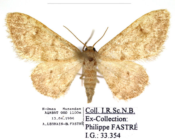 /filer/webapps/moths/media/images/S/sciasmatica_Brachyglossina_AM_RBINS.jpg