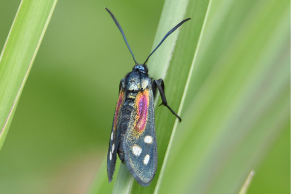 /filer/webapps/moths/media/images/S/scintillans_Lamprochrysa_AF_Ayalewa.jpg