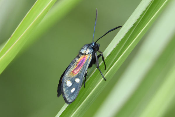 /filer/webapps/moths/media/images/S/scintillans_Lamprochrysa_AF_Ayalewc.jpg