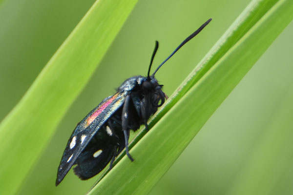 /filer/webapps/moths/media/images/S/scintillans_Lamprochrysa_AF_Ayalewd.jpg