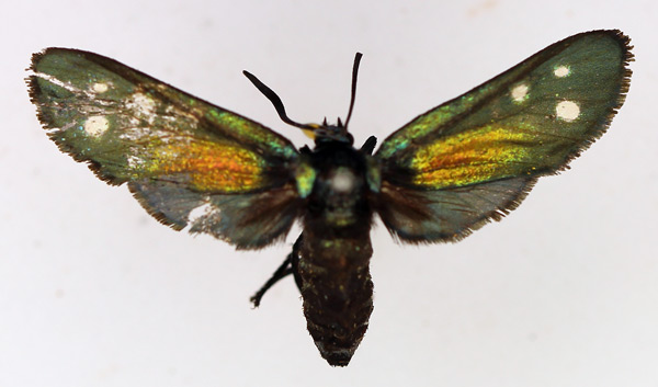 /filer/webapps/moths/media/images/S/scintillans_Lamprochrysa_AF_TMSA.jpg