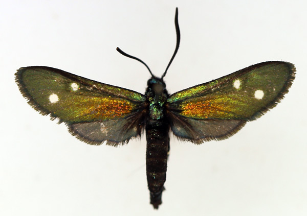 /filer/webapps/moths/media/images/S/scintillans_Lamprochrysa_AM_TMSA.jpg