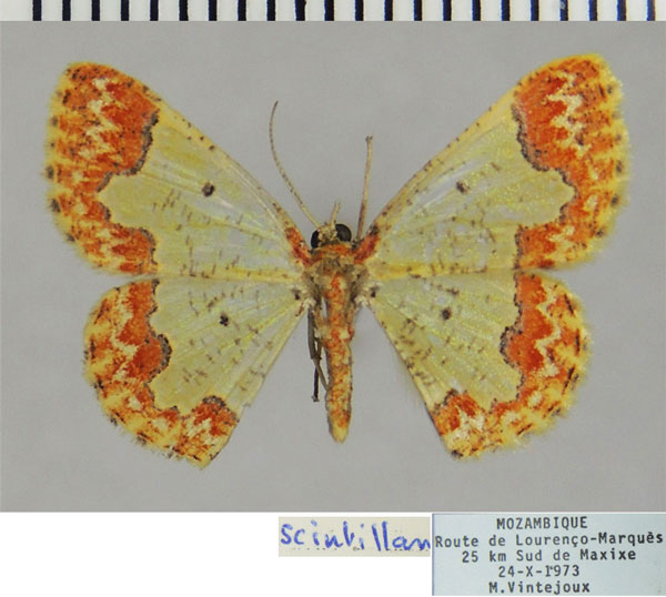 /filer/webapps/moths/media/images/S/scintillans_Zamarada_AF_ZSM.jpg