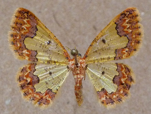 /filer/webapps/moths/media/images/S/scintillans_Zamarada_AM_Butler.jpg