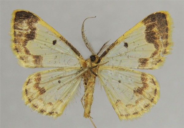 /filer/webapps/moths/media/images/S/scintillans_Zamarada_AM_ZSMb.jpg