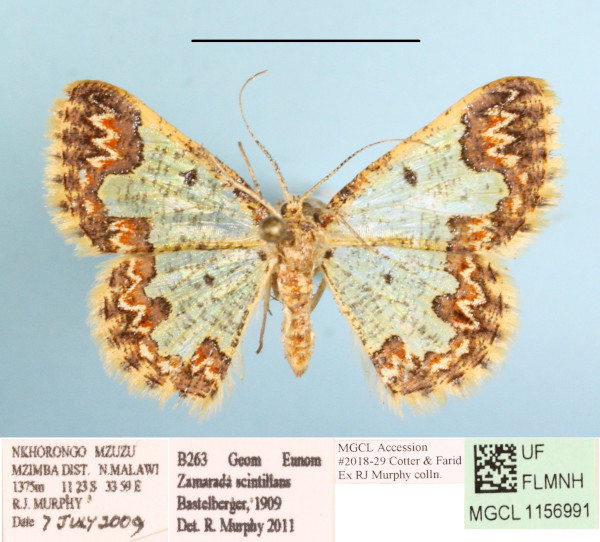 /filer/webapps/moths/media/images/S/scintillans_Zamarada_A_MGCL_01.JPG