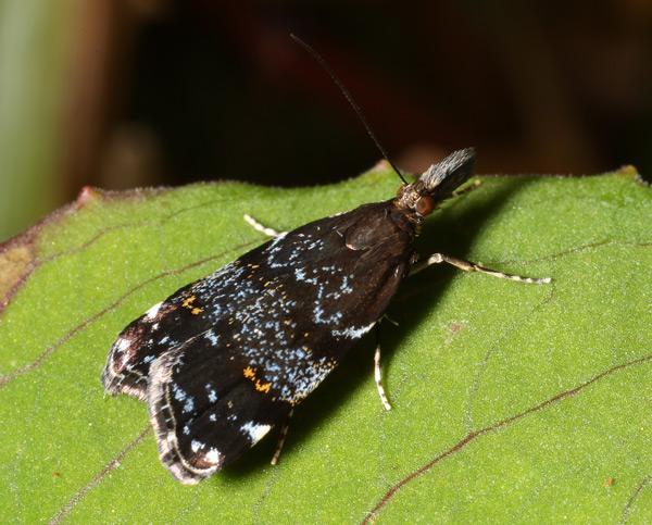 /filer/webapps/moths/media/images/S/scintillulalis_Helenoscoparia_A_Pryce.jpg