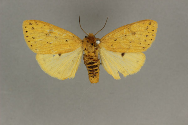 /filer/webapps/moths/media/images/S/scioana_Eyralpenus_AF_BMNH.jpg