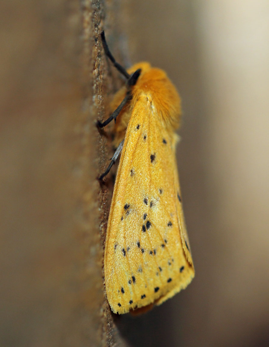 /filer/webapps/moths/media/images/S/scioana_Eyralpenus_A_Voaden_01.jpg