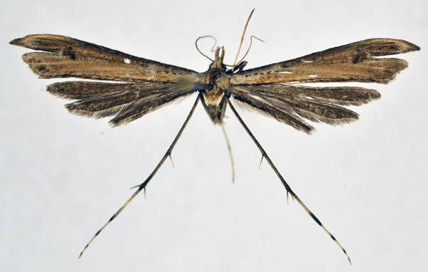 /filer/webapps/moths/media/images/S/sciophaea_Platyptilia_A_NHMO.jpg